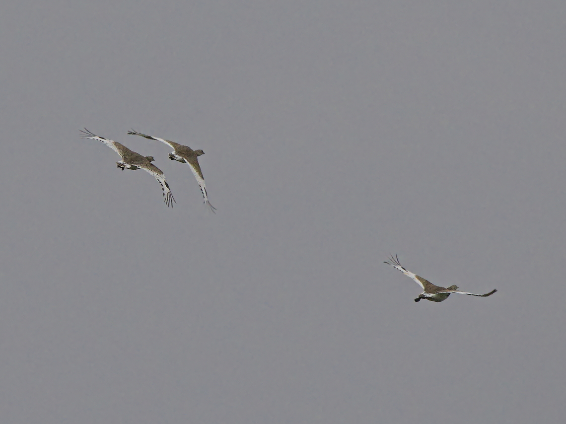 Little Bustard closer view of some individuals flying Georgia,Geotagged,Little bustard,Tetrax tetrax,Winter