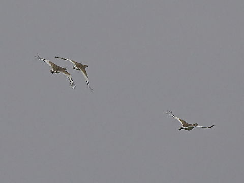 Little Bustard closer view of some individuals flying Georgia,Geotagged,Little bustard,Tetrax tetrax,Winter