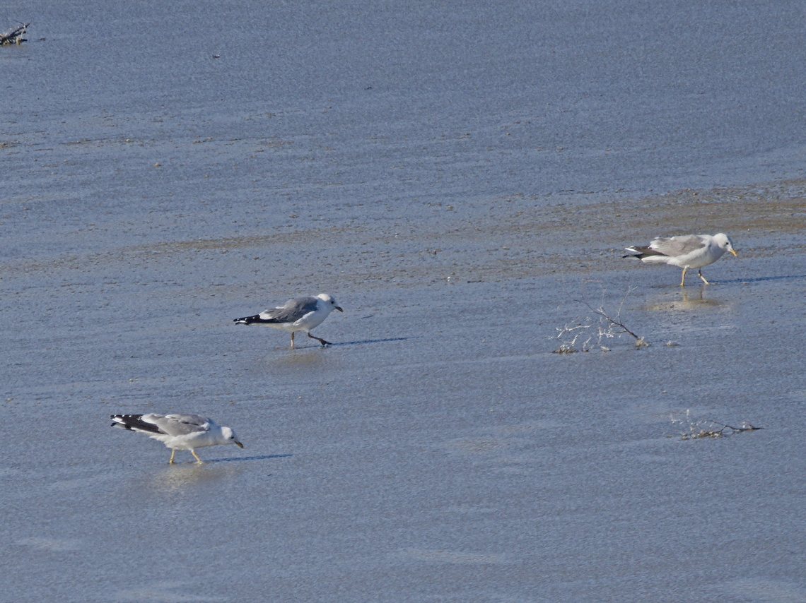 Armenien Gulls on the way to David Gareja Monastery Armenian gull,Georgia,Geotagged,Larus armenicus,Winter