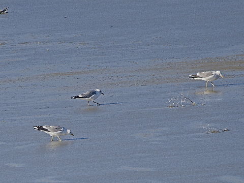 Armenien Gulls on the way to David Gareja Monastery Armenian gull,Georgia,Geotagged,Larus armenicus,Winter