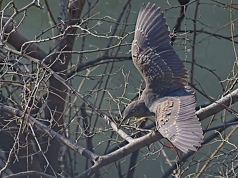 juvenile night heron black-crowned not yet really crowned Black-crowned night heron,Georgia,Geotagged,Nycticorax nycticorax,Winter