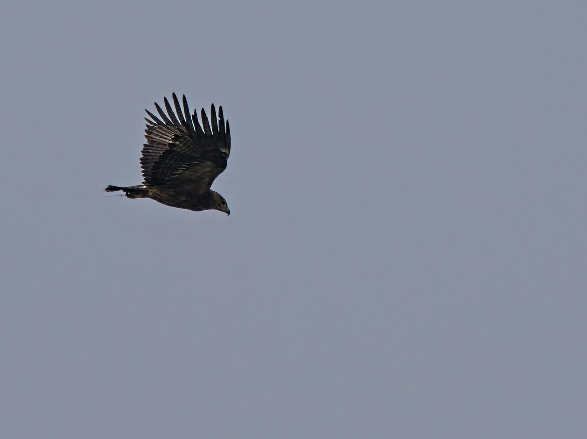 Greater Spotted Eagle  Azerbaijan,Clanga clanga,Georgia,Geotagged,Greater Spotted Eagle,Winter