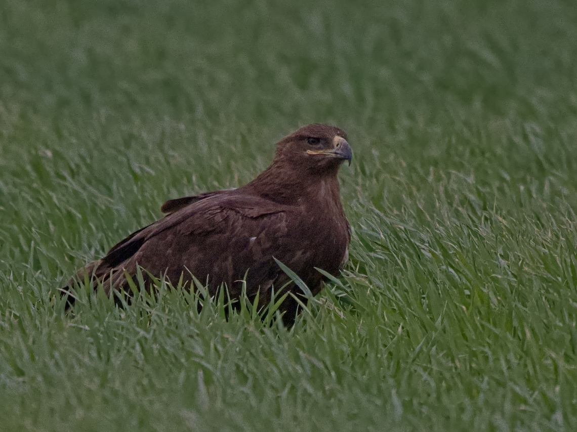 Steppe Eagle in the wild &amp; on the ground! Unusual. Due to heavy - stormy wind protecting itsself deep down on the ground. Aquila nipalensis,Georgia,Geotagged,Steppe eagle,Winter