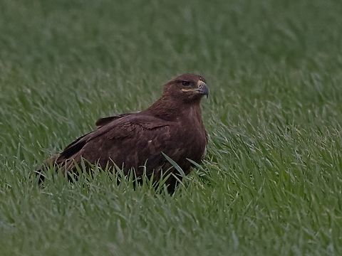 Steppe Eagle in the wild & on the ground! Unusual. Due to heavy - stormy wind protecting itsself deep down on the ground. Aquila nipalensis,Georgia,Geotagged,Steppe eagle,Winter
