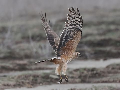 Hen Harrier female flying up, taken with ProCapture Circus cyaneus,Georgia,Geotagged,Hen harrier,Winter