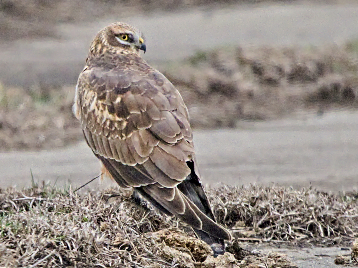 Hen Harrier on the ground Circus cyaneus,Georgia,Geotagged,Hen harrier,Winter