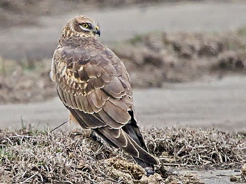 Hen Harrier on the ground Circus cyaneus,Georgia,Geotagged,Hen harrier,Winter