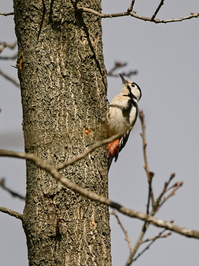 Syrian Woodpecker subspecies Dendrocopos syriacus transcaucasicus, in Woodpeckers Forest Park, Ponichala Dendrocopos syriacus,Dendrocopos syriacus transcaucasicus,Georgia,Geotagged,Syrian Woodpecker,Winter