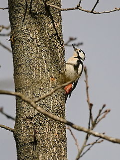 Syrian Woodpecker subspecies Dendrocopos syriacus transcaucasicus, in Woodpeckers Forest Park, Ponichala Dendrocopos syriacus,Dendrocopos syriacus transcaucasicus,Georgia,Geotagged,Syrian Woodpecker,Winter