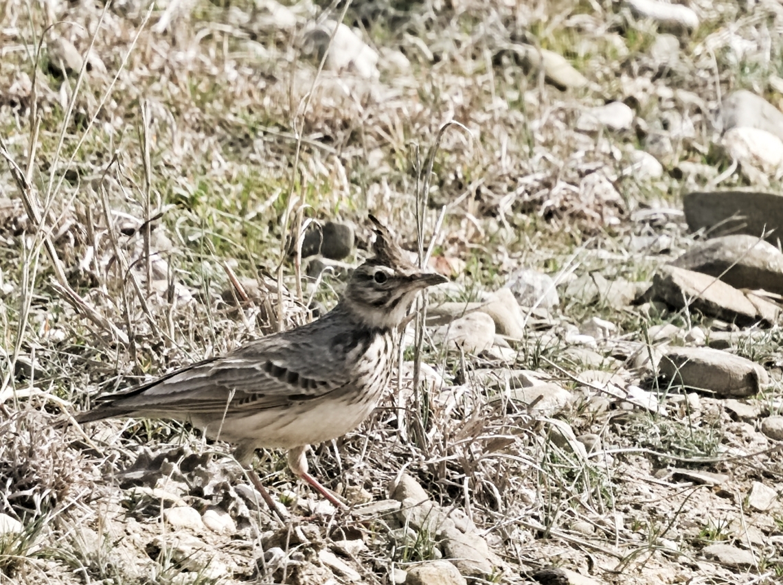 Crested Lark subspecies Galerida cristata caucasica at Shiraki Plains near Dedoplitskaro Azerbaijan,Crested Lark,Galerida cristata,Galerida cristata caucasica,Georgia,Geotagged,Winter