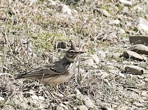 Crested Lark subspecies Galerida cristata caucasica at Shiraki Plains near Dedoplitskaro Azerbaijan,Crested Lark,Galerida cristata,Galerida cristata caucasica,Georgia,Geotagged,Winter