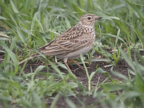 Eurasian Skylark Subspecies Alauda arvensis cantarella Alauda arvensis,Azerbaijan,Eurasian skylark,Georgia,Geotagged,Winter