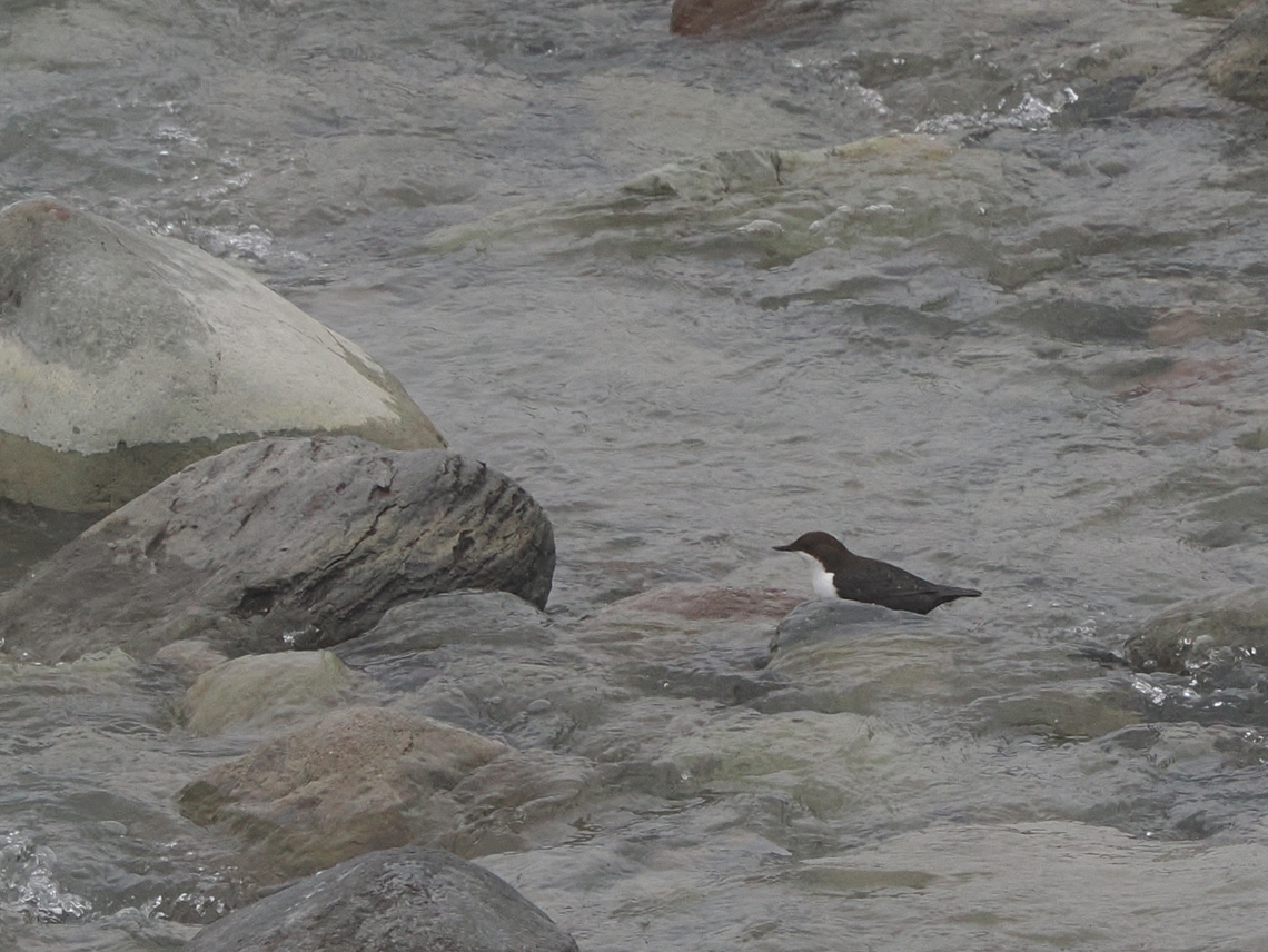 Caucasian Dipper subspecies Cinclus cinclus caucasicus White-throated Dipper Cinclus cinclus,Cinclus cinclus caucasicus,Georgia,Geotagged,White-throated dipper,Winter
