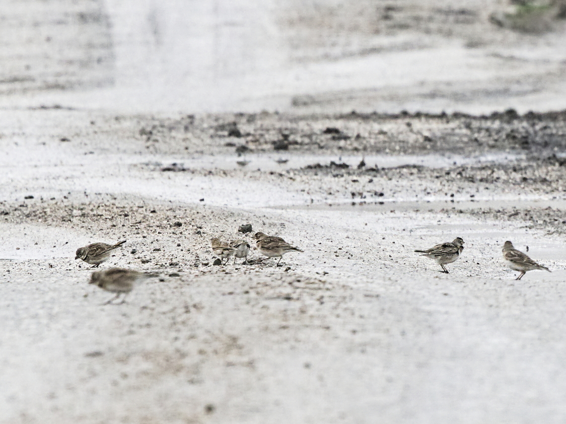Calandra Larks many on the road and around in the fields Calandra lark,Georgia,Geotagged,Melanocorypha calandra,Winter