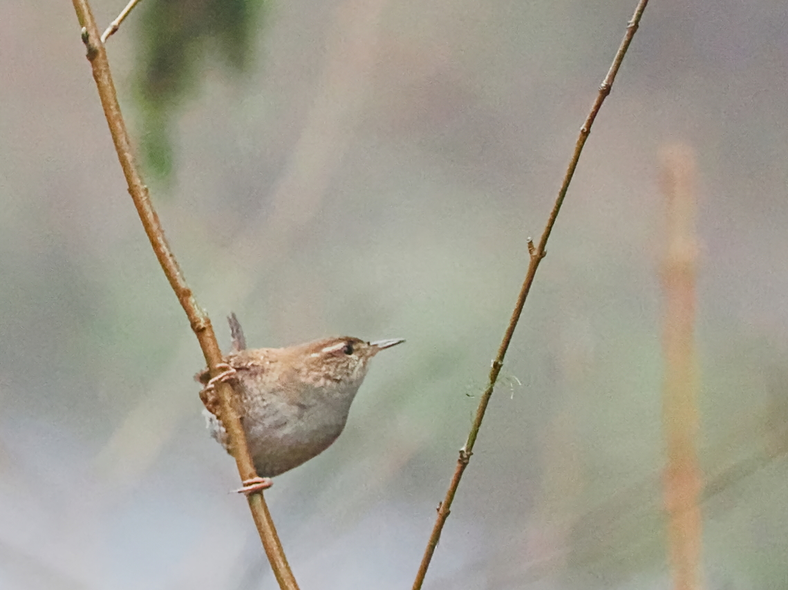 Eurasian Wren subspecies Troglodytes troglodytes hyrcanus, with ProCapture at Lagodekhi Woodlands Eurasian Wren,Georgia,Geotagged,Troglodytes troglodytes,Troglodytes troglodytes hyrcanus,Winter