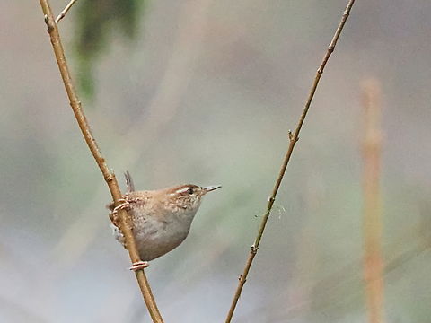Eurasian Wren subspecies Troglodytes troglodytes hyrcanus, with ProCapture at Lagodekhi Woodlands Eurasian Wren,Georgia,Geotagged,Troglodytes troglodytes,Troglodytes troglodytes hyrcanus,Winter