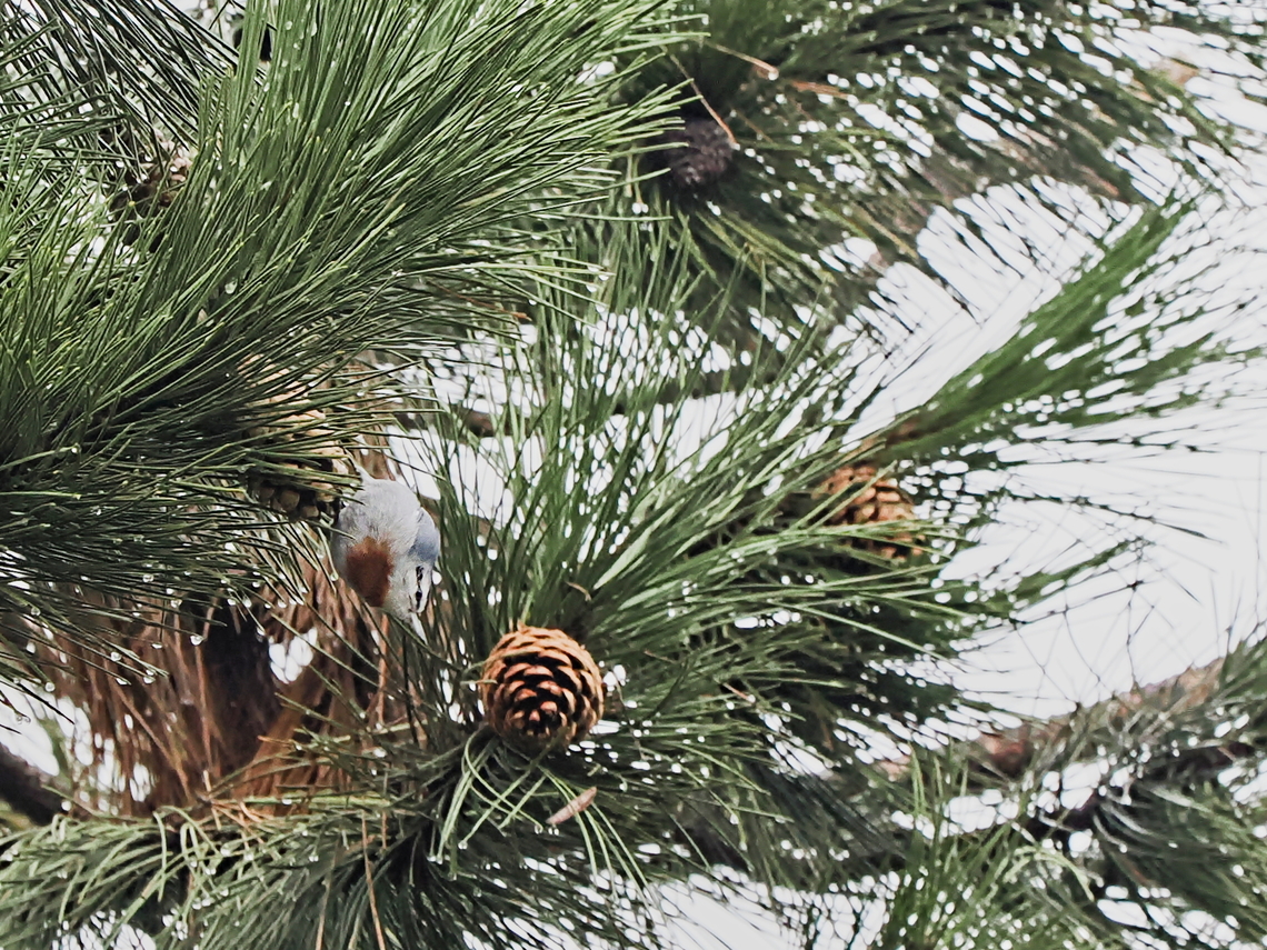 Kr&uuml;pers Nuthatch detected at Kojori Kr&uuml;pers Pines near Tbilisi Georgia,Geotagged,Kr&uuml;pers nuthatch,Sitta krueperi,Winter