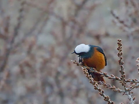 Güldenstädt's Redstart Phoenicurus erythrogastrus Georgia,Geotagged,Güldenstädts redstart,Phoenicurus erythrogastrus,Winter