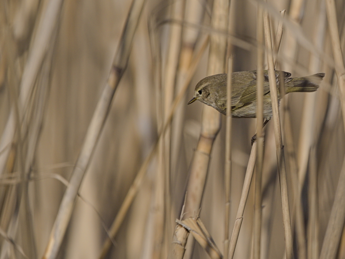 Siberian Chiffchaff subspecies Phylloscopus collybita tristis, may be own species, still in discussion Common chiffchaff,Georgia,Geotagged,Phylloscopus collybita,Winter