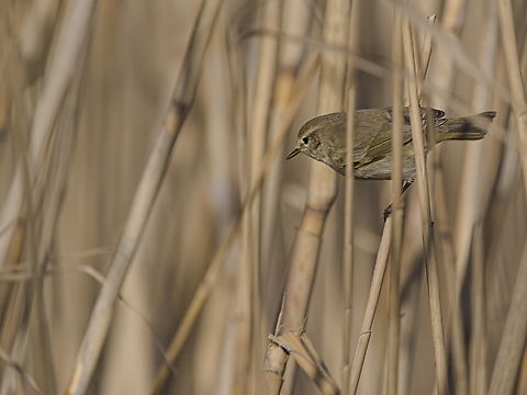Siberian Chiffchaff subspecies Phylloscopus collybita tristis, may be own species, still in discussion Common chiffchaff,Georgia,Geotagged,Phylloscopus collybita,Winter