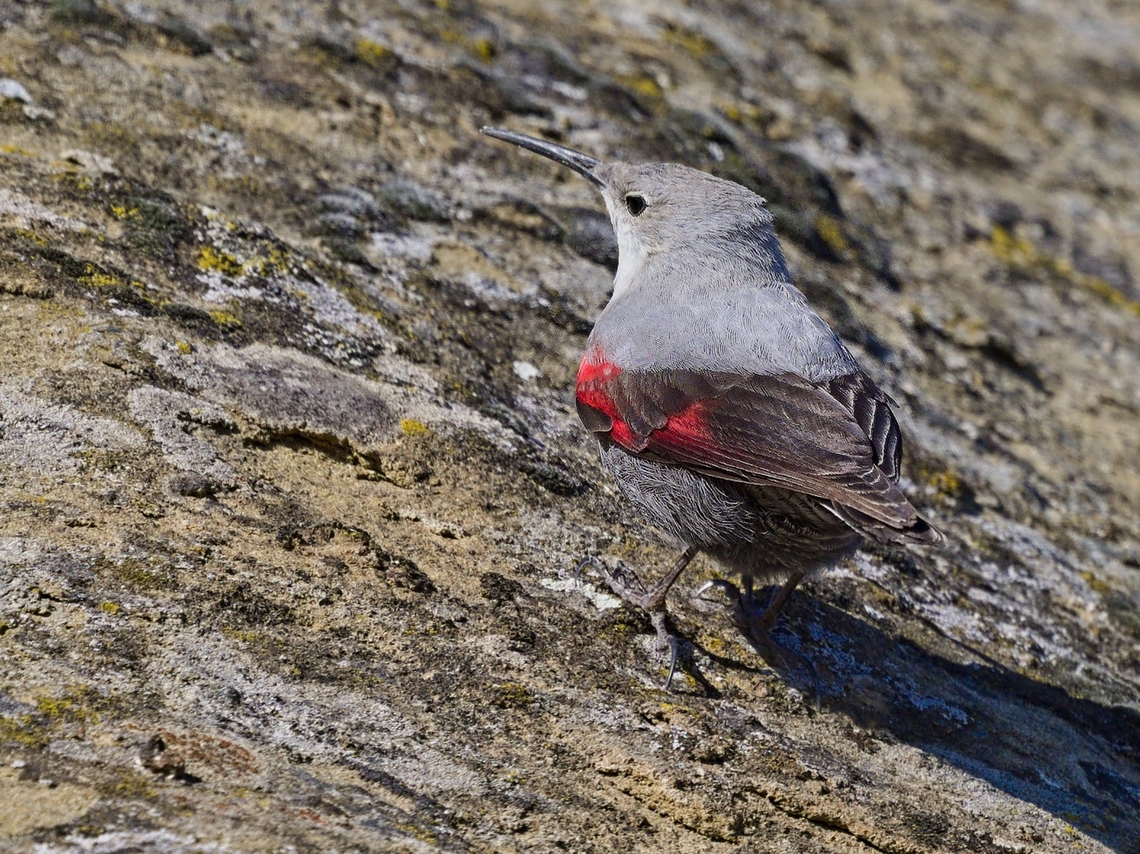 Wallcreeper close by at the Davit Gareja Monastery Georgia,Geotagged,Tichodroma muraria,Wallcreeper,Winter