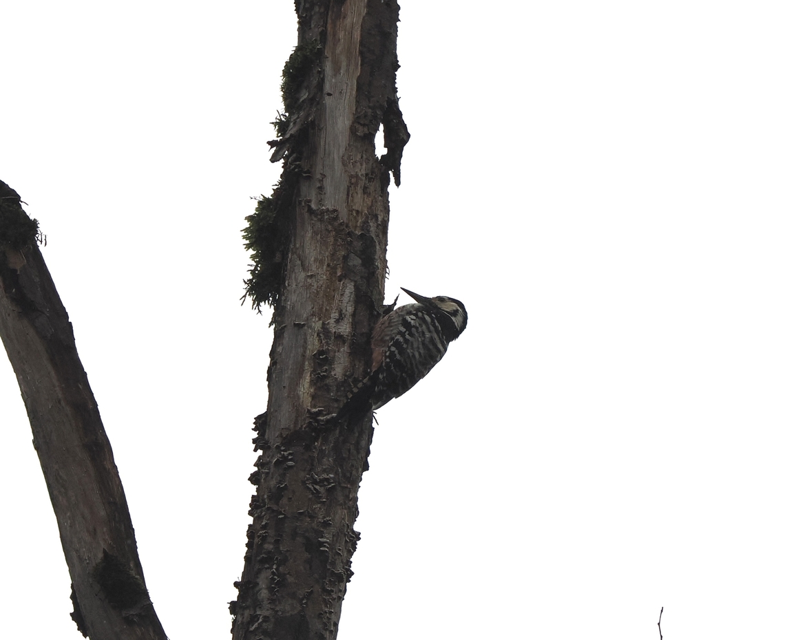 White-backed Woodpecker subspecies Dendrocopos leucotos lilfordi Dendrocopos leucotos,Georgia,Geotagged,White-backed woodpecker,Winter