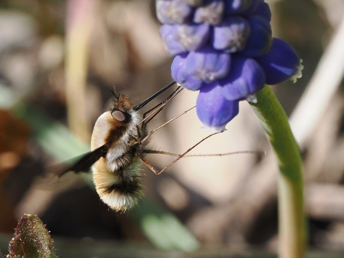 Bombylius major the missing lateral view :) Reminiscent of a drilling rig Bombylius major,Geotagged,Germany,Large Bee-fly,Spring