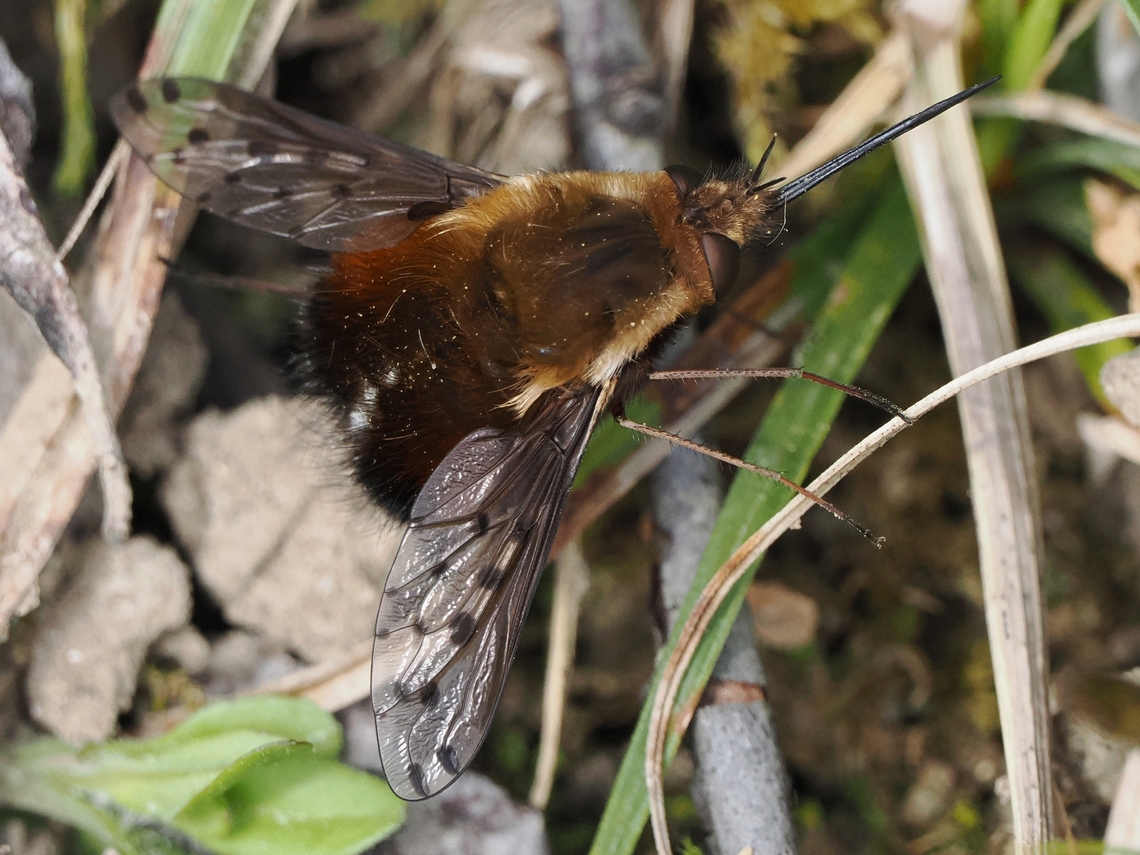 Bombylius discolor in the garden Bombylius discolor,Dotted Bee Fly,Geotagged,Germany,Spring