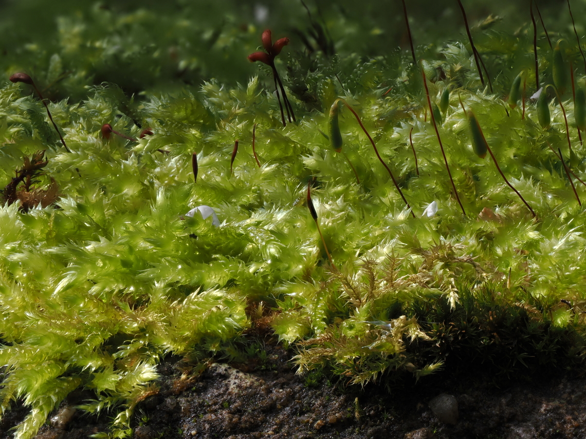 Brachytheciaceae Brachytheciaceae family of order Hypnales, sp. unknown.<br />
focus stacked image showing a few centimetre of moss Geotagged,Germany,Moss,Spring,plant