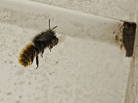 Osmia cornuta female, approaching its nesting place: an existing hole glued with clay  European orchard bee,Geotagged,Germany,Osmia cornuta,Spring
