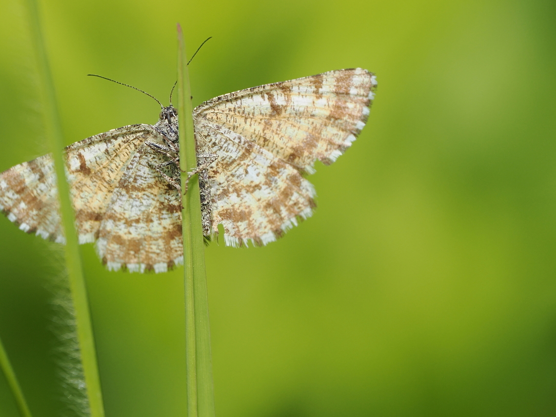 Ematurga atomaria, female from below, grabbing a hold Common Heath Moth,Ematurga atomaria,Geotagged,Germany,Spring