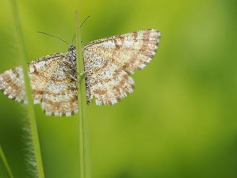 Ematurga atomaria, female from below, grabbing a hold Common Heath Moth,Ematurga atomaria,Geotagged,Germany,Spring