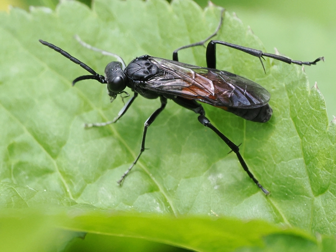 Macrophya militaris  Geotagged,Germany,Macrophya militaris,Spring