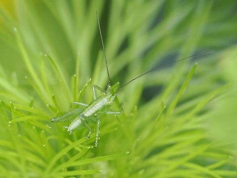 Meconema meridionale Green hopper on green plants Geotagged,Germany,Meconema meridionale,Spring