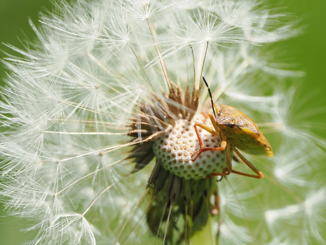 Carpocoris purpureipennis at Dondelion Black-shouldered Shieldbug,Carpocoris purpureipennis,Geotagged,Germany,Spring