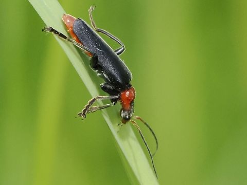 Cantharis fusca  Cantharis fusca,Dark Sailor Beetle,Geotagged,Germany,Spring