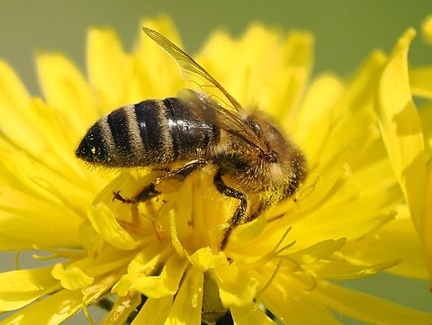 Halictus scabiosae  Geotagged,Germany,Great Banded Furrow Bee,Halictus scabiosae,Spring