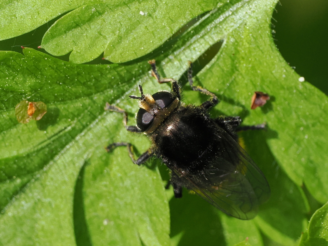 Merodon equestris Merodon equestris Geotagged,Germany,Merodon equestris,Spring