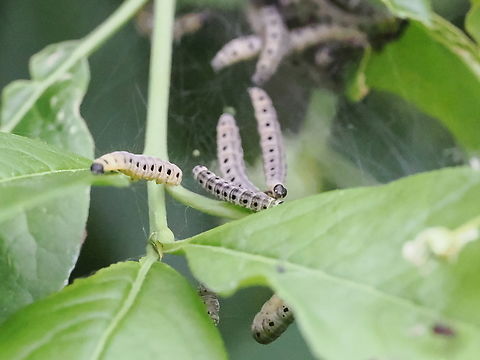 Yponomeuta cagnagella Yponomeuta cagnagella, larvae Geotagged,Germany,Spindle ermine,Spring,Yponomeuta cagnagella