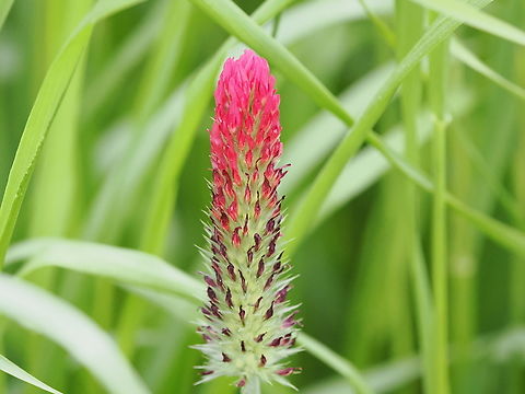 Trifolium_incarnatum  Crimson clover,Geotagged,Germany,Spring,Trifolium incarnatum