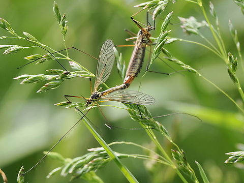 Nephrotoma ferruginea cop., unfortunately very windy & difficult to get into focus, at least one of them... Geotagged,Germany,Nephrotoma ferruginea,Spring