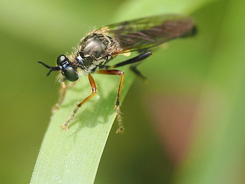 Dioctria hyalipennis  Dioctria hyalipennis,Geotagged,Germany,Spring