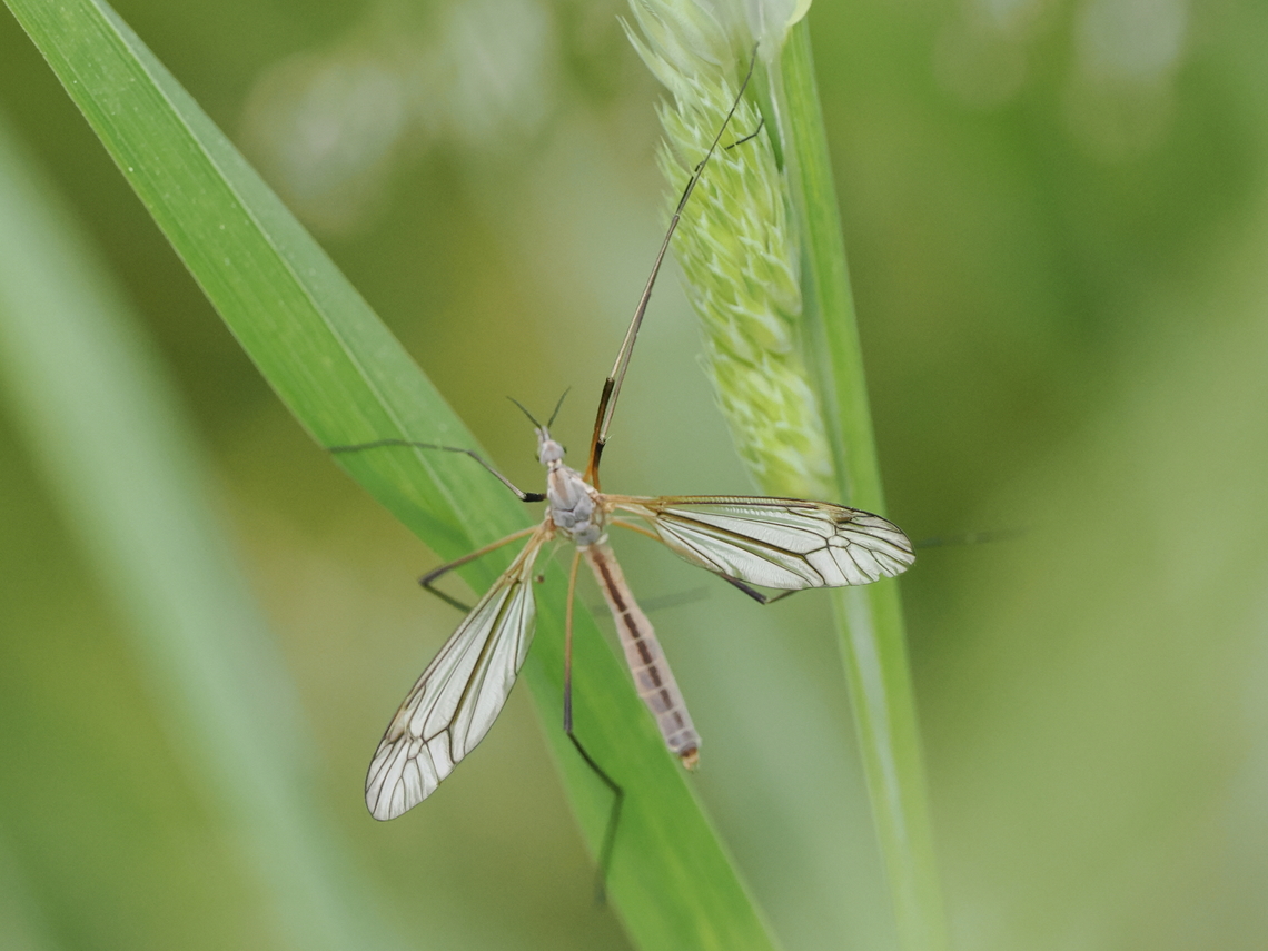 Tipula paludosa  European Crane Fly,Geotagged,Germany,Spring,Tipula paludosa