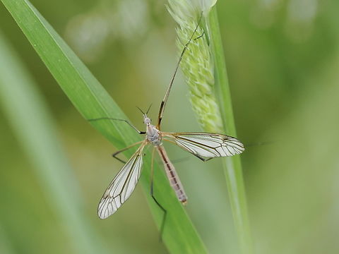 Tipula paludosa  European Crane Fly,Geotagged,Germany,Spring,Tipula paludosa