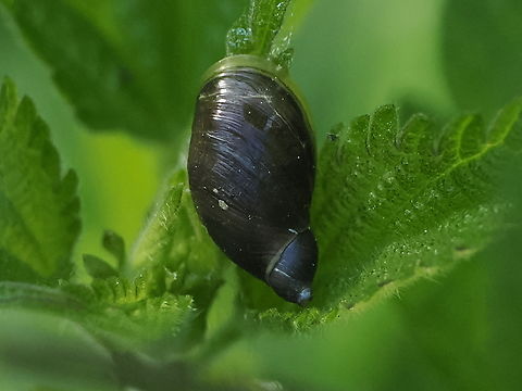 Succinia putris  Geotagged,Germany,Spring,Succinea putris