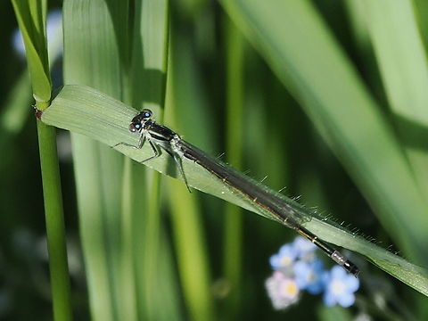 ischnura elegans  Blue-tailed damselfly,Geotagged,Germany,Ischnura elegans,Spring