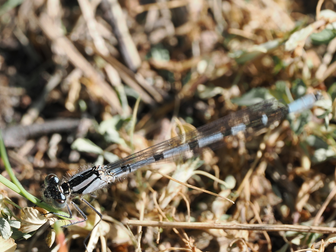 Enallagma cyathigerum seen at Geisseltalsee, s. <a href="https://en.wikipedia.org/wiki/Geiseltalsee" rel="nofollow">https://en.wikipedia.org/wiki/Geiseltalsee</a> with interesting history and now biodiversity Common blue damselfly,Enallagma cyathigerum,Geotagged,Germany,Spring