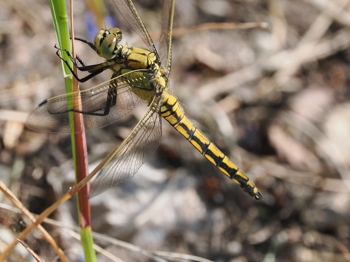 Orthetrum cancellatum looks female-like, correct ID is immature male, female-coloured Black-tailed skimmer,Geotagged,Germany,Orthetrum cancellatum,Spring