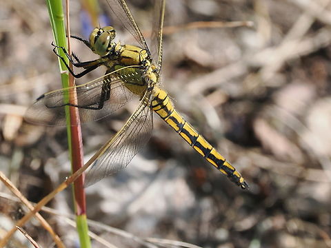 Orthetrum cancellatum looks female-like, correct ID is immature male, female-coloured Black-tailed skimmer,Geotagged,Germany,Orthetrum cancellatum,Spring