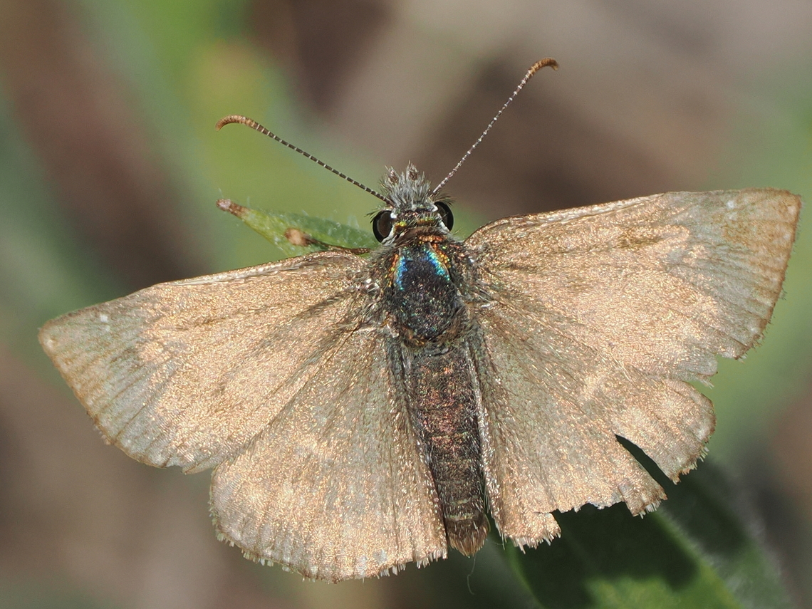 Erynnis tages another one, this time plain from the back Dingy skipper,Erynnis tages,Geotagged,Germany,Spring